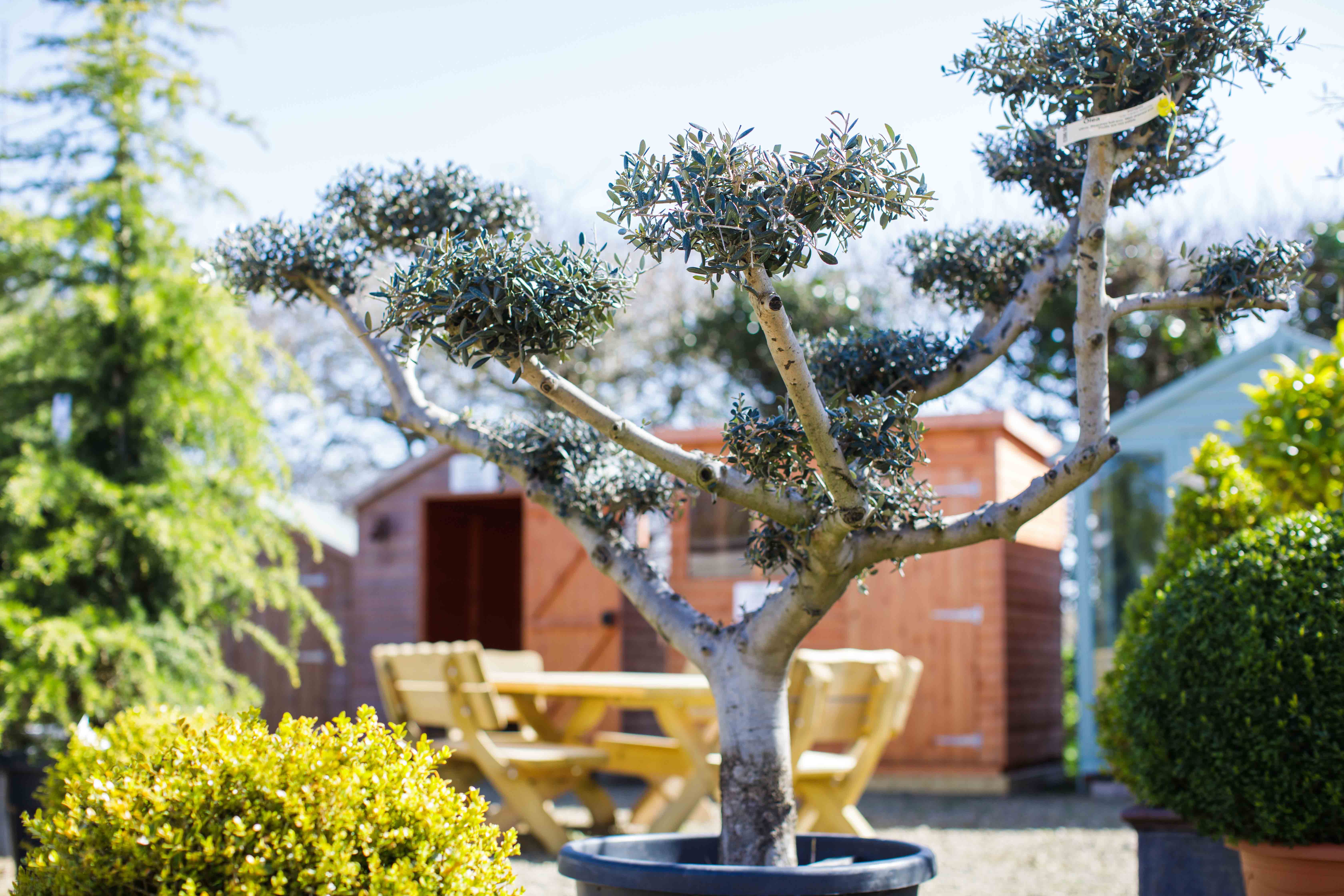 Architectural Plants.jpg