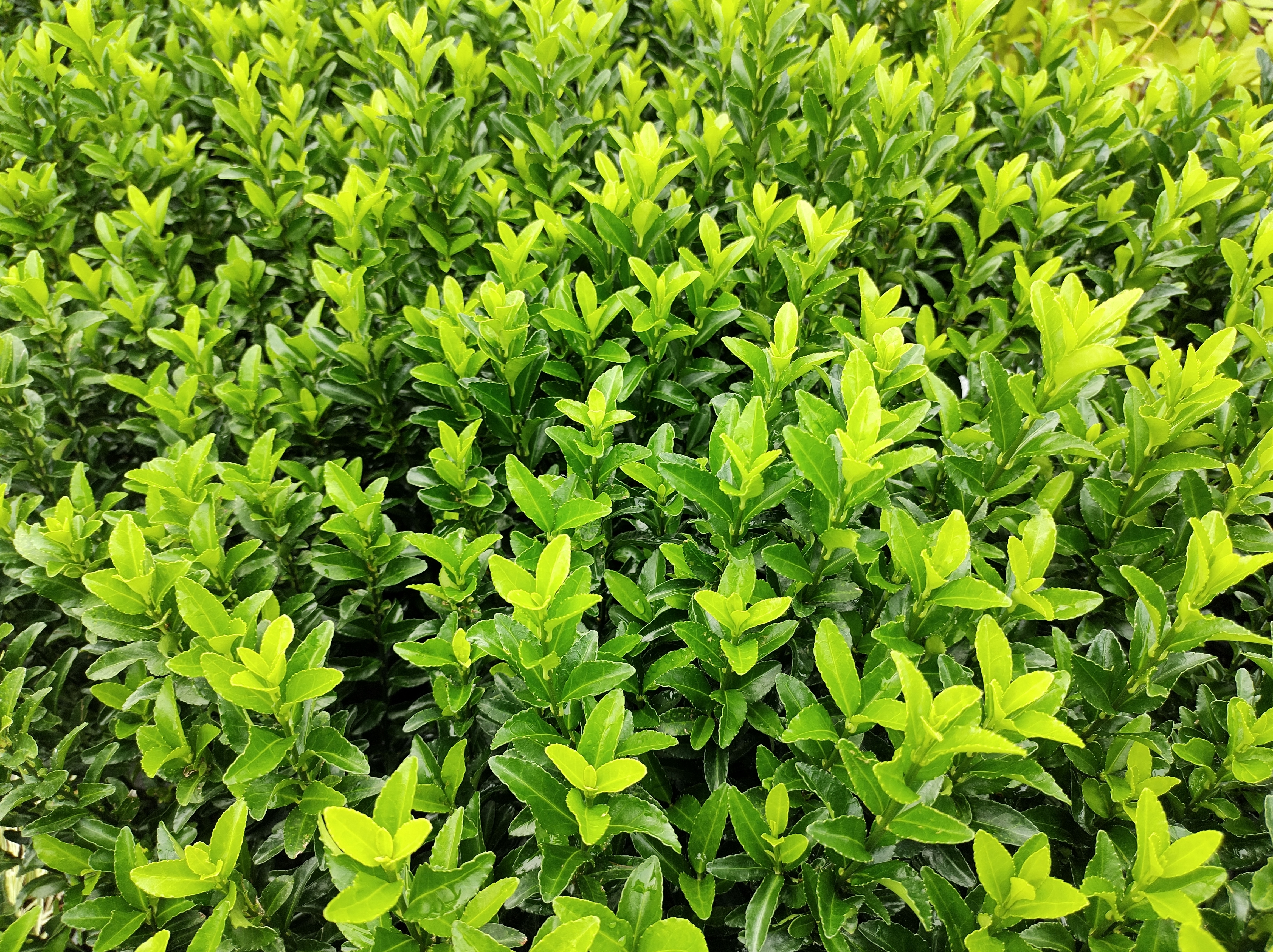 Euonymus Green Spire.jpg