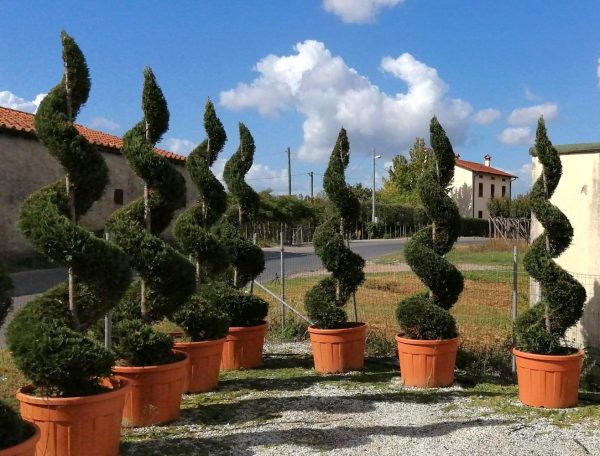 cupressus spires.jpg