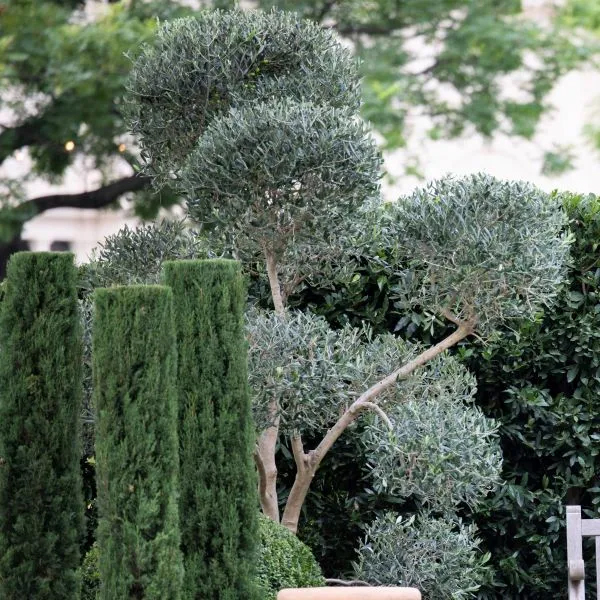 olive-topiary.jpg