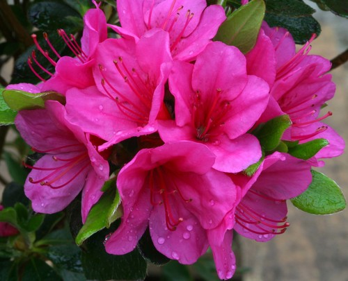 Evergreen Azalea corany.jpg