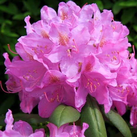 roseum elegans rhodo (1).jpg